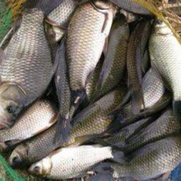 湘云鲫