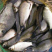 湘云鲫