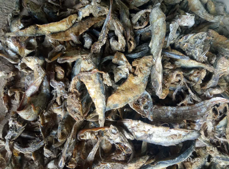 饲料鱼干小杂鱼自然晒干小白鱼皮皮虾螃蟹等