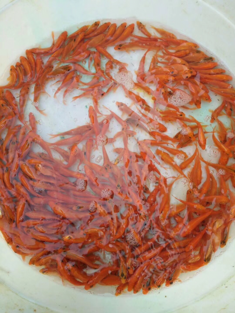 红鲤鱼苗，兴国红鲤鱼苗，鲤鱼苗，金背鲤鱼苗，裸鲤鱼苗