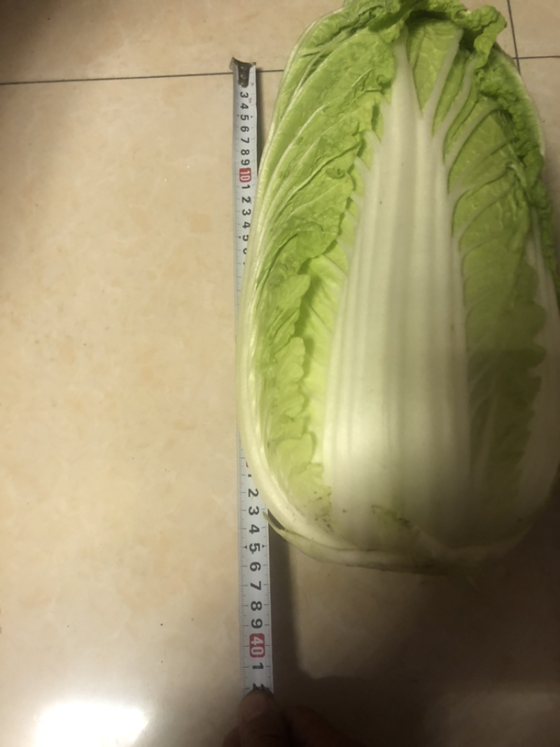 145、黄心大白菜—本地优质农产品，价格美丽