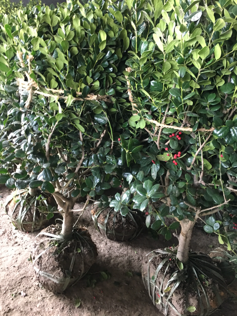 无刺枸骨无刺枸骨球冠幅饱满质量好价格优