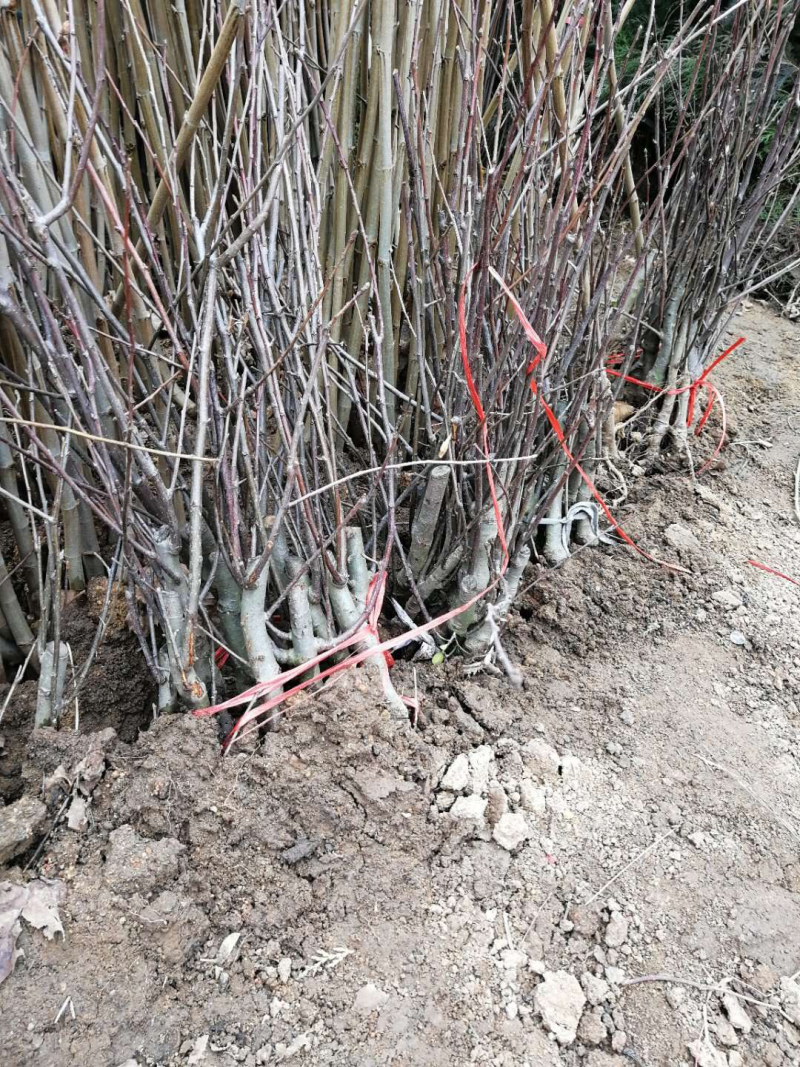 腊梅苗