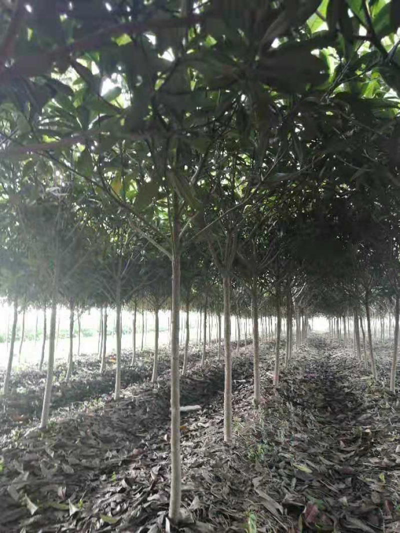 枇杷树