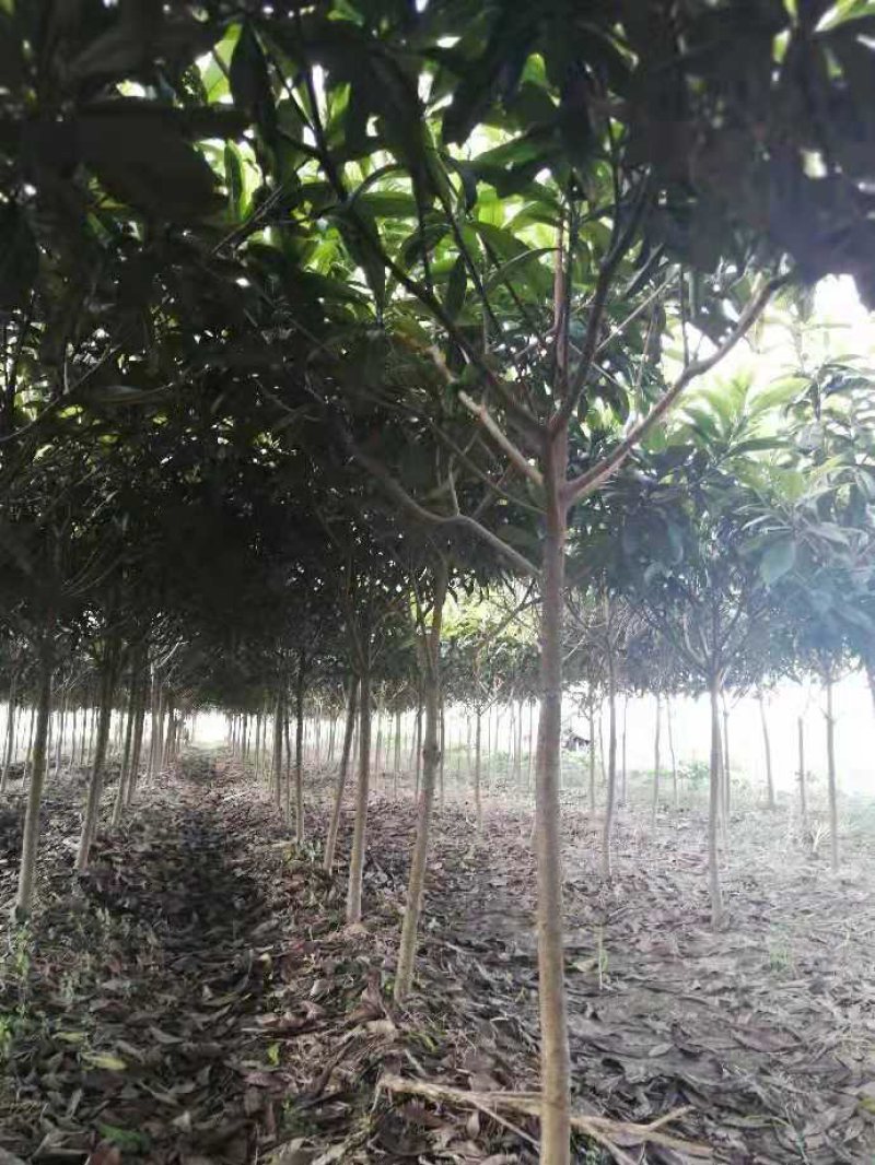 枇杷树