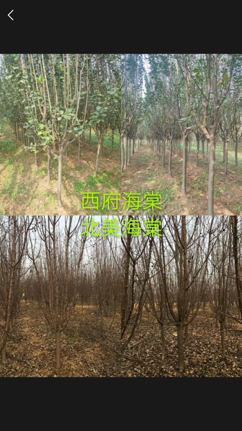 西府海棠树苗北美海棠树苗，嫁接