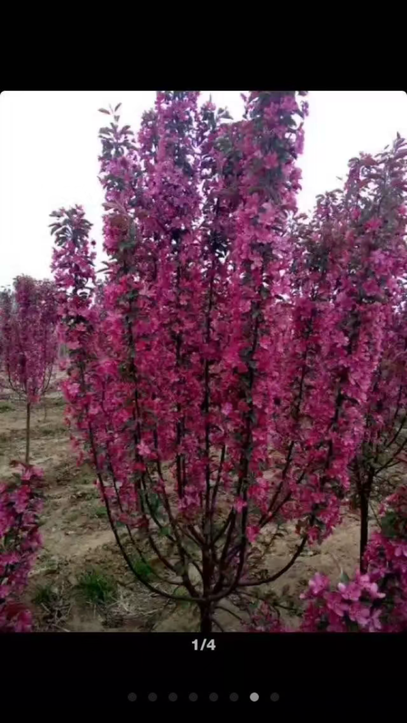 西府海棠树苗北美海棠树苗，嫁接