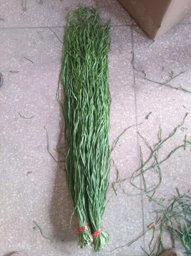 精品贡菜，现货，现货