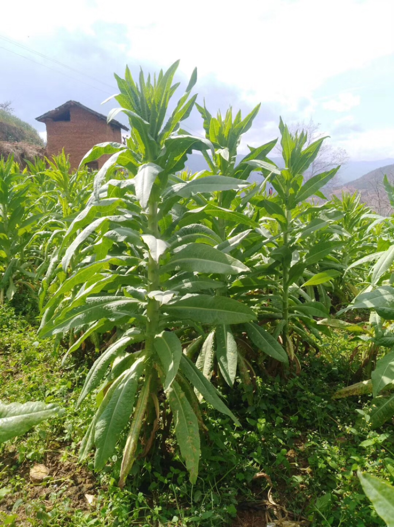 精品贡菜，现货，现货