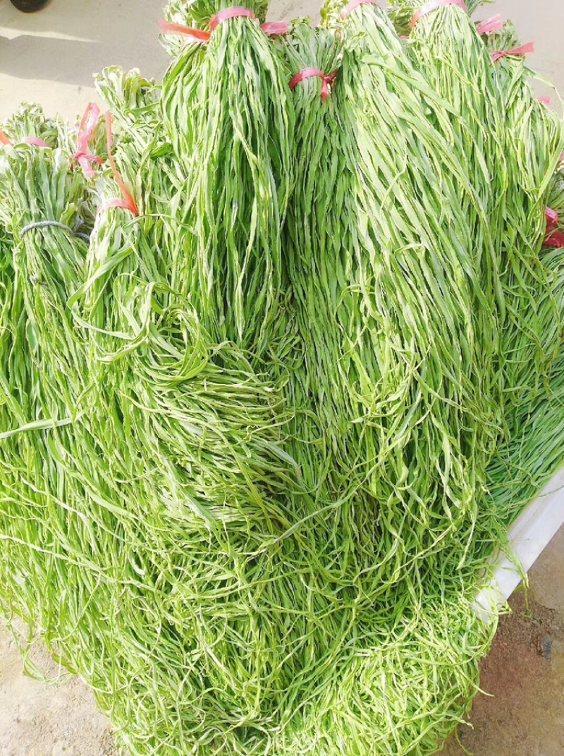 精品贡菜，现货，现货