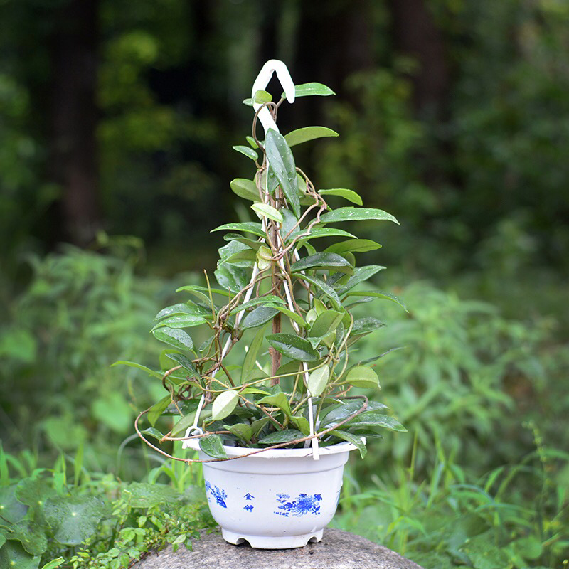 四季球兰带花大苗当年开花卉室内外爬藤大苗攀援植物盆栽吊兰