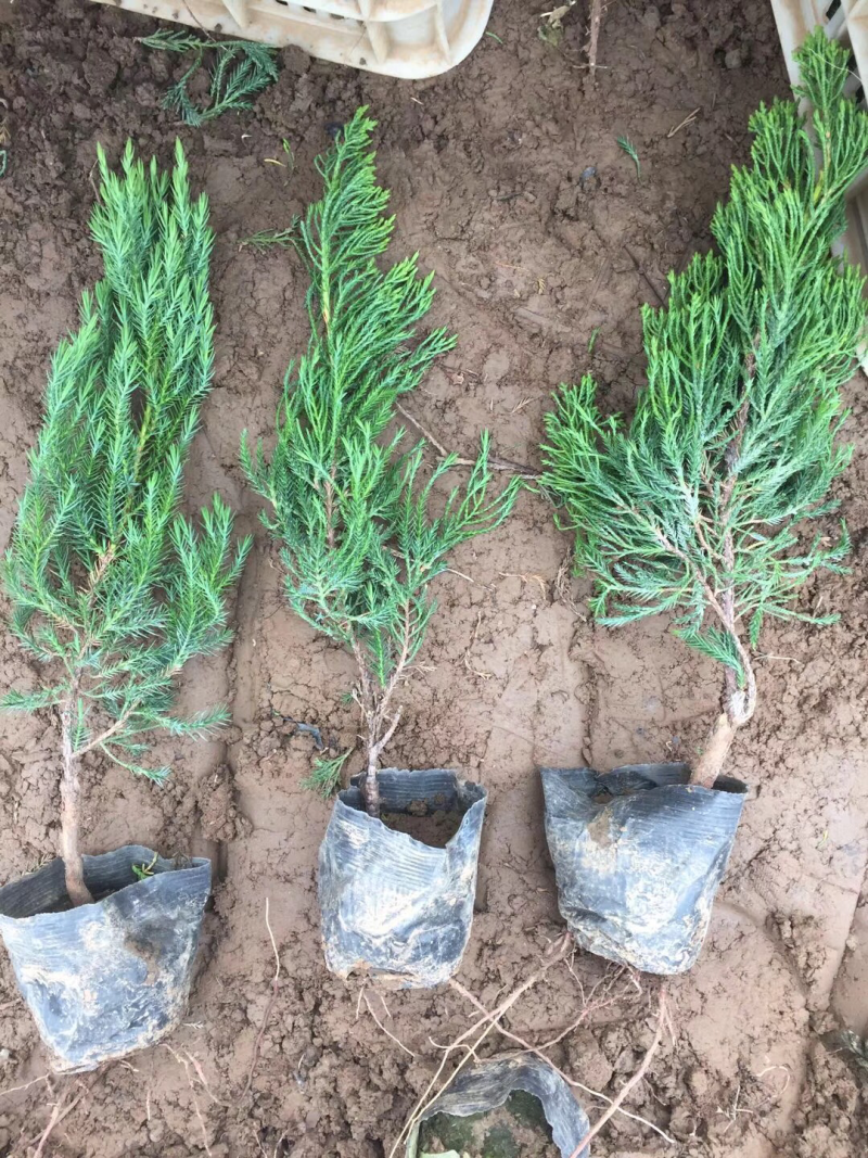 小龙柏基地直供质优价廉欢迎实地考察