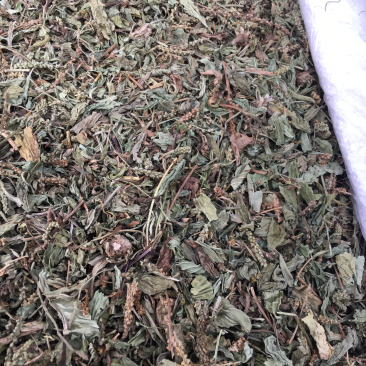 车前草