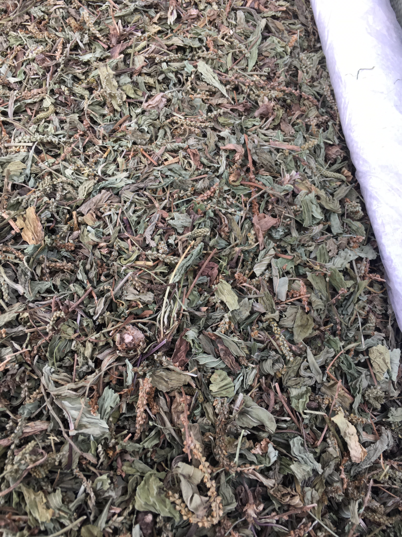 车前草