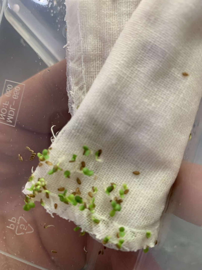 雏菊石竹