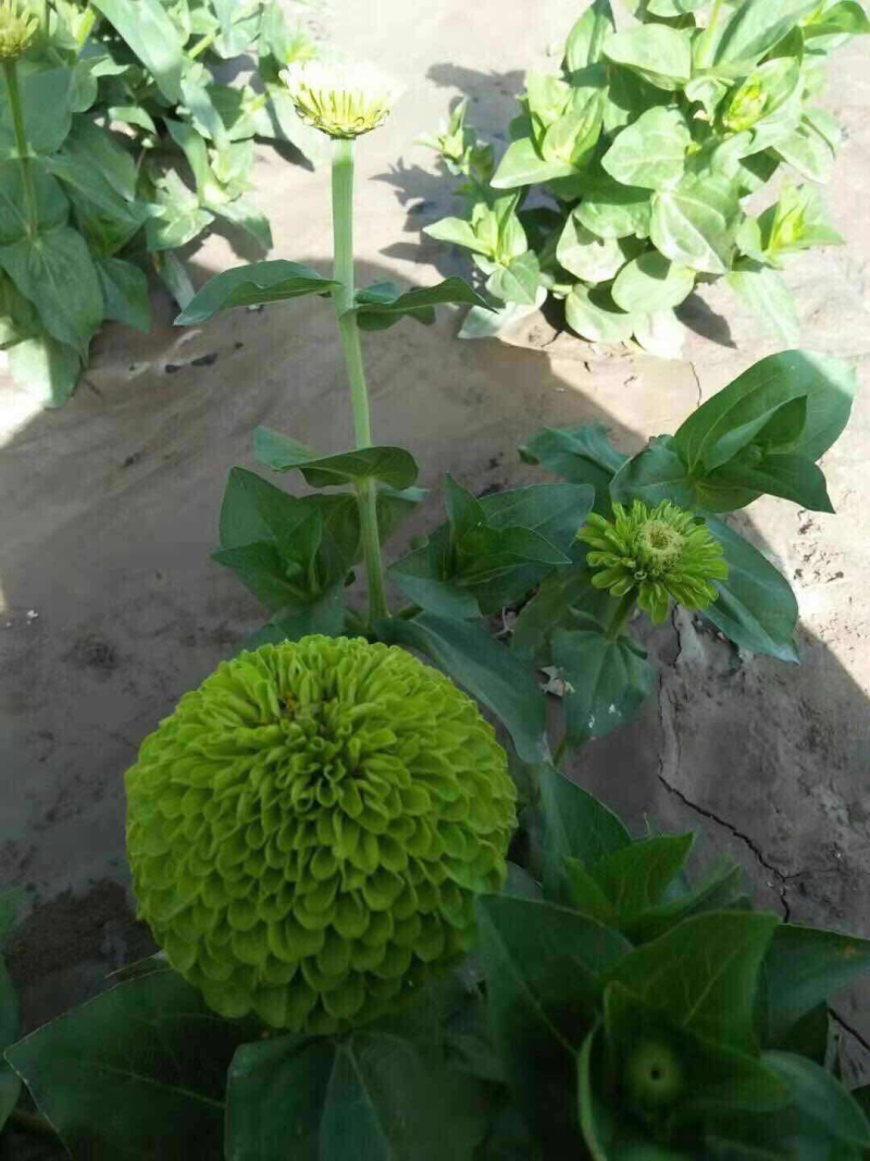 雏菊石竹
