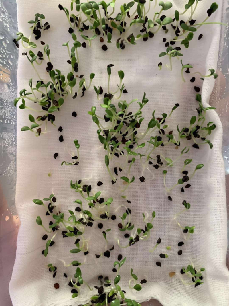 雏菊
