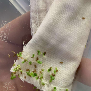 雏菊