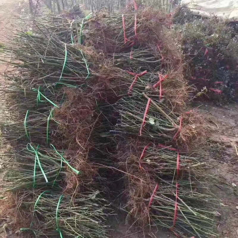 月季花裸根苗