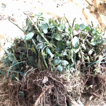 月季花裸根苗