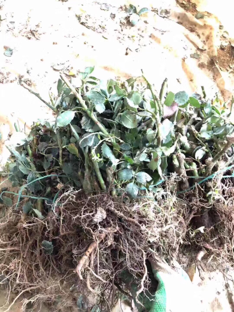 月季花裸根苗