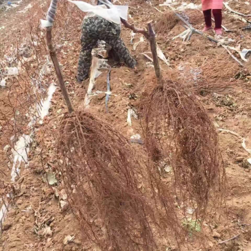 夏黑葡萄种苗阳光玫瑰葡萄种苗多买优惠