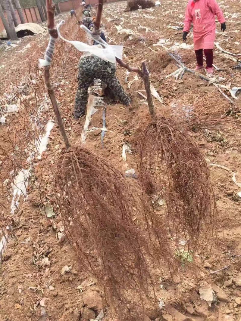 夏黑葡萄种苗阳光玫瑰葡萄种苗多买优惠