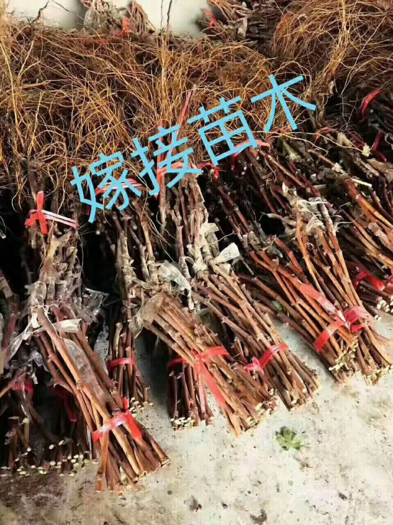 夏黑葡萄种苗阳光玫瑰葡萄种苗多买优惠