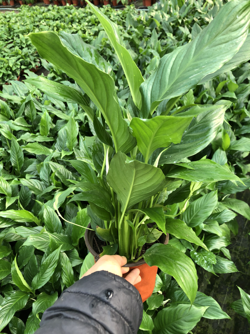 白掌一帆风顺质量好价格优青州基地出货