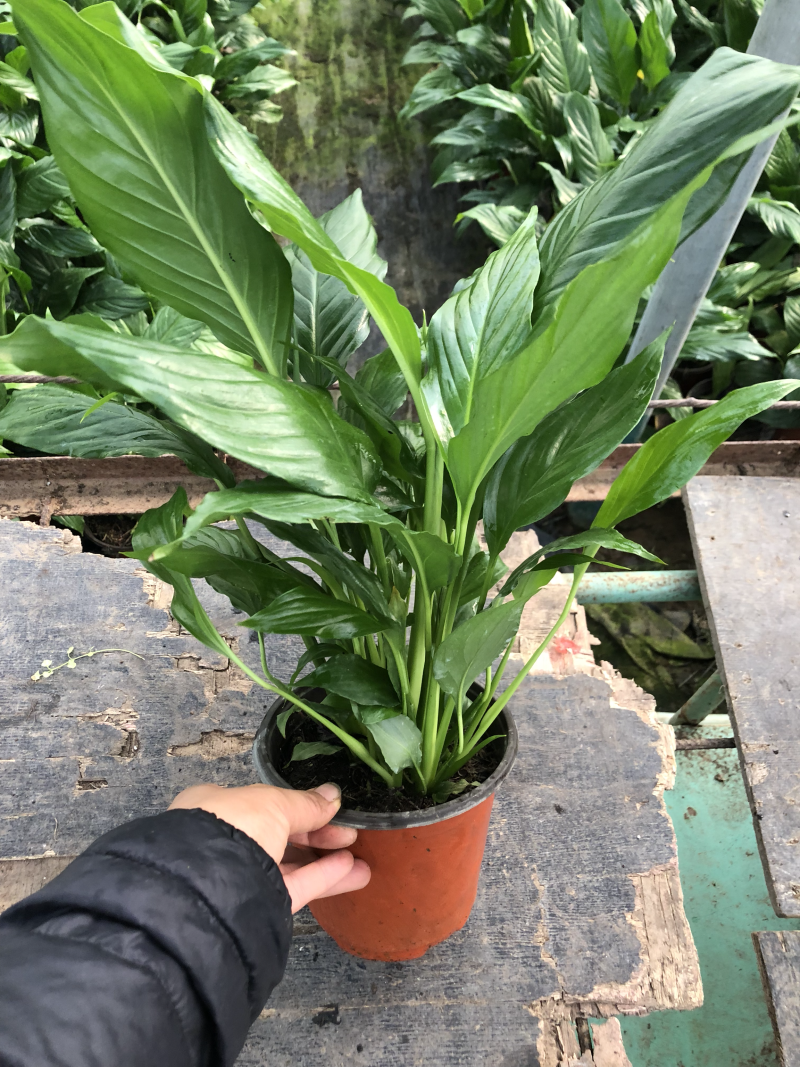 白掌一帆风顺质量好价格优青州基地出货