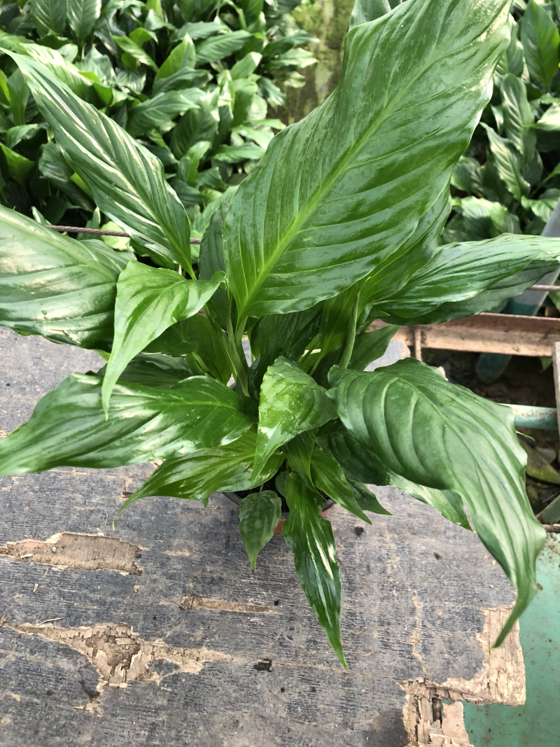 白掌一帆风顺质量好价格优青州基地出货