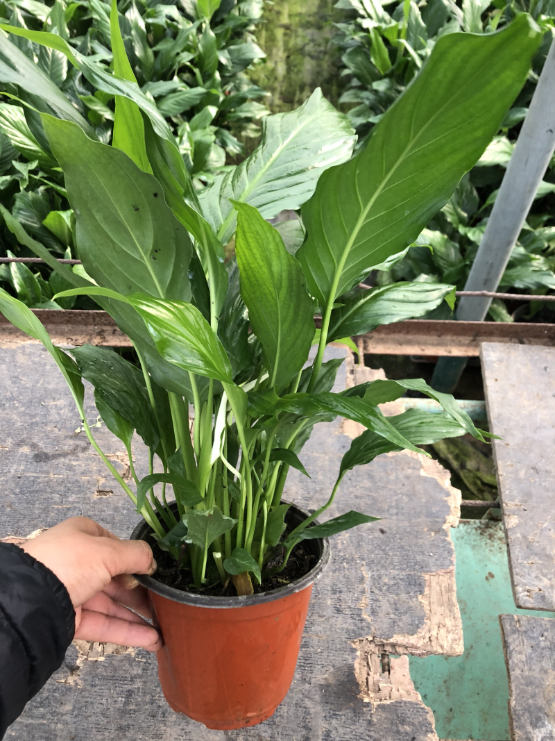 白掌一帆风顺质量好价格优青州基地出货