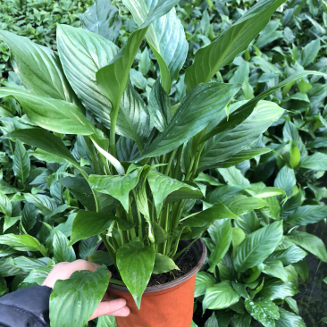 白掌一帆风顺质量好价格优青州基地出货