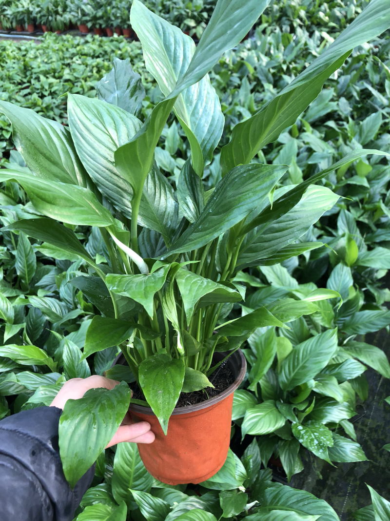 白掌一帆风顺质量好价格优青州基地出货