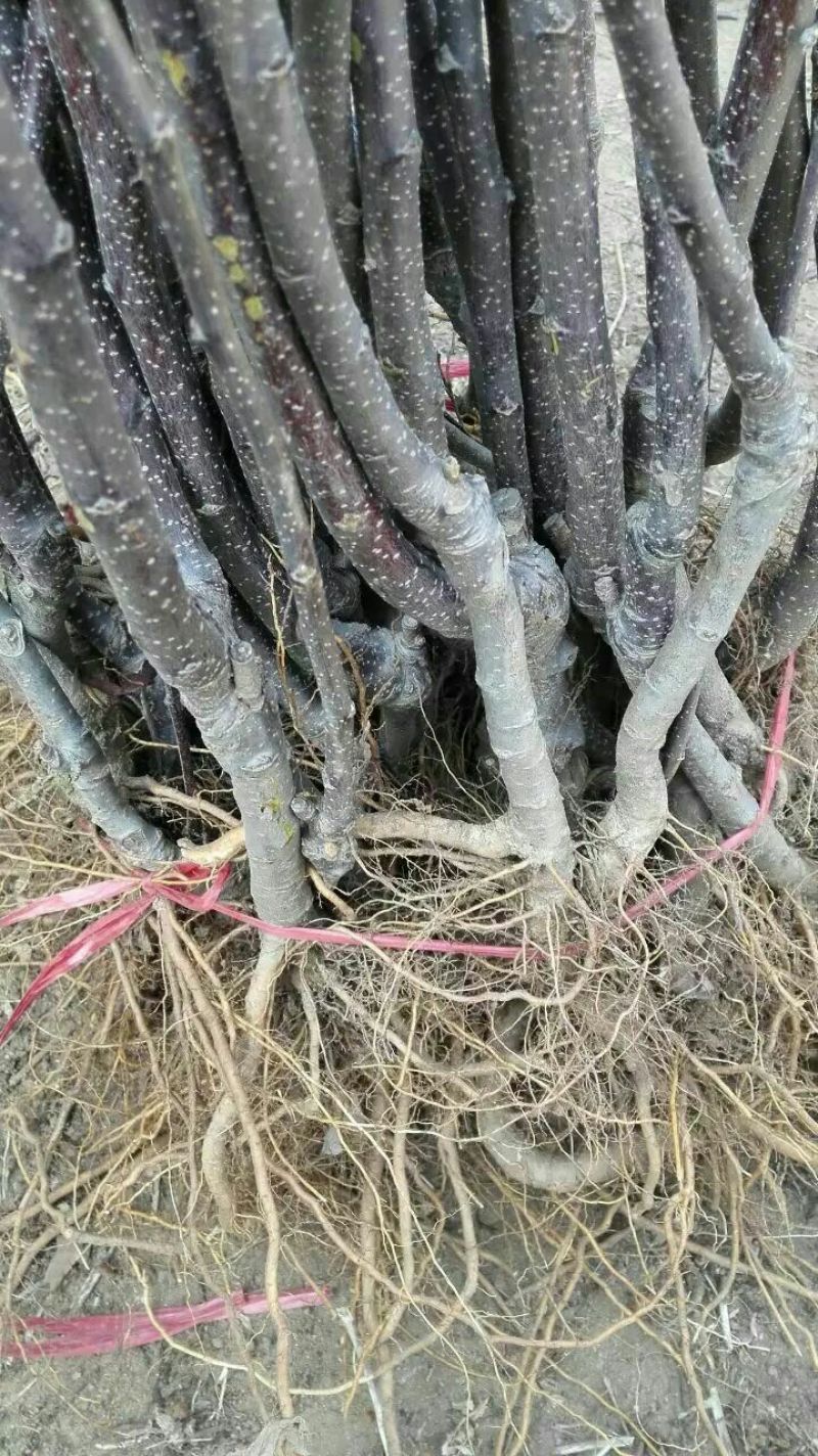 苹果树苗80cm以上