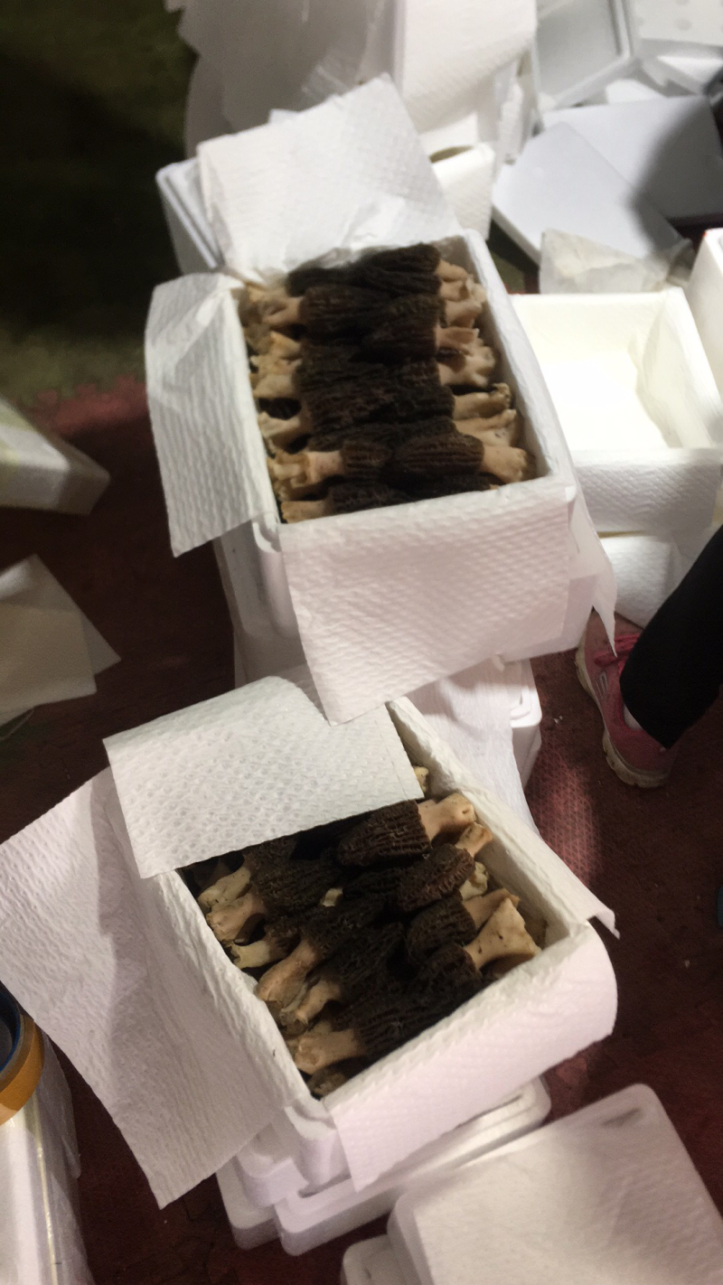 鲜羊肚一件代发，运费自理