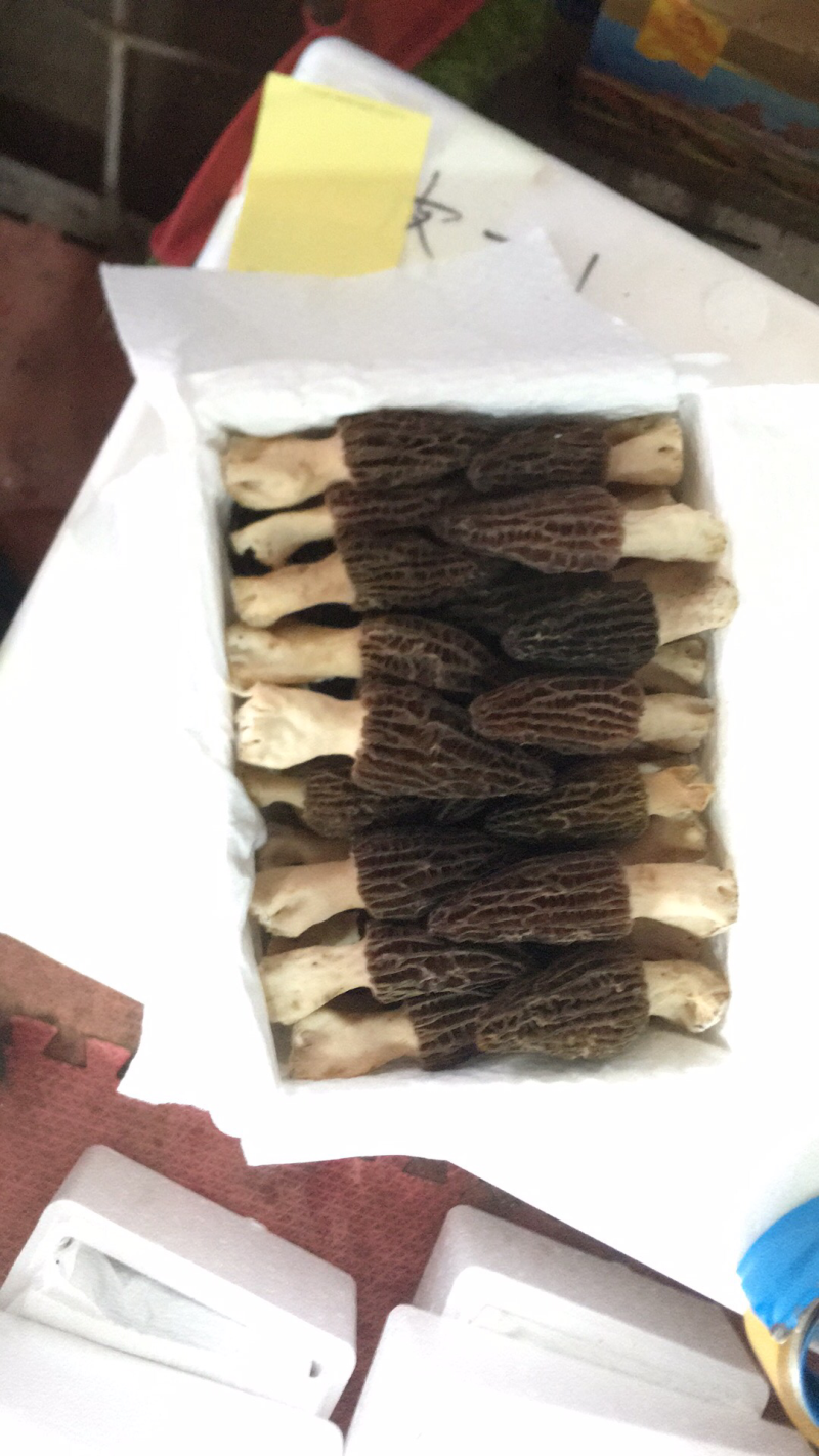 鲜羊肚一件代发，运费自理