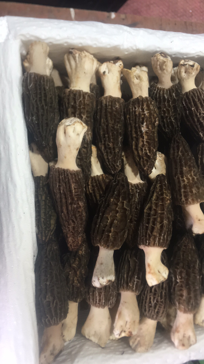 鲜羊肚一件代发，运费自理