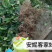黑老虎果