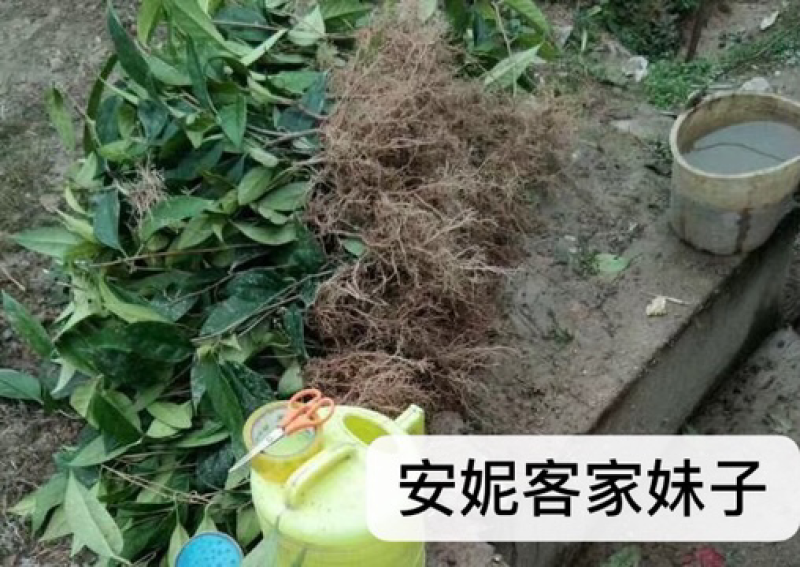 黑老虎果