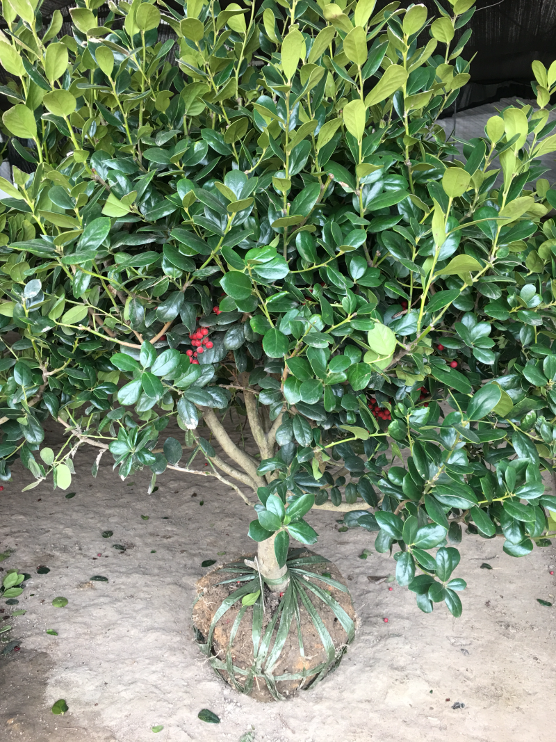 无刺枸骨无刺枸骨球冠幅饱满质量好价格优