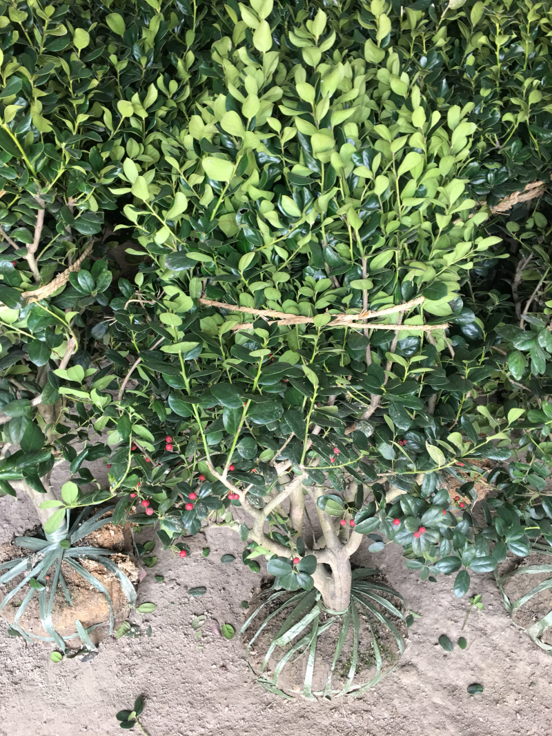 无刺枸骨无刺枸骨球冠幅饱满质量好价格优
