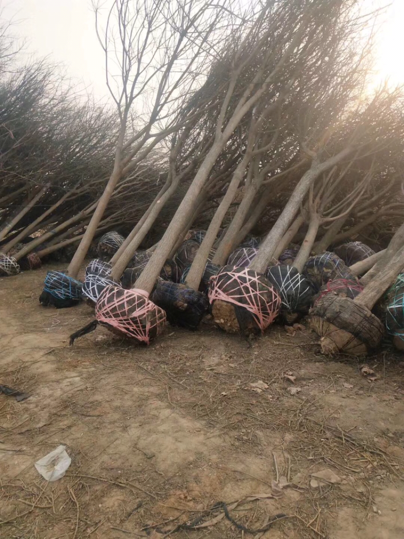 苗圃直供15公分国槐18公分国槐20公分国槐精选国槐