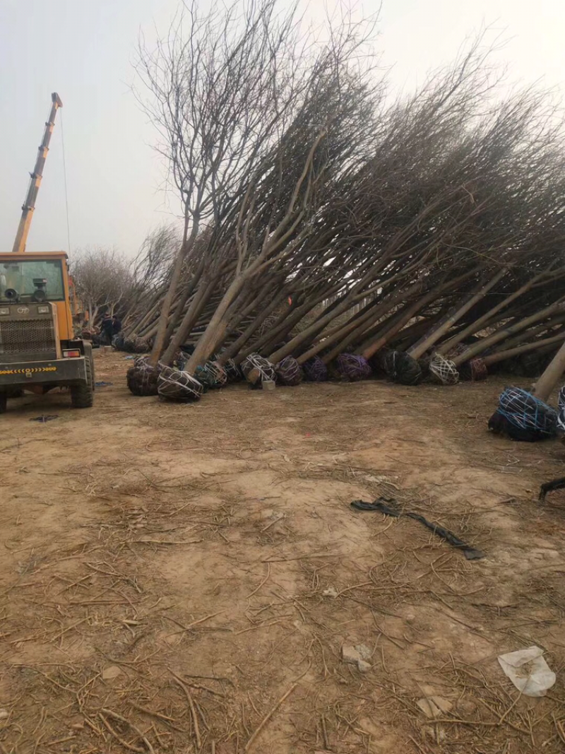 苗圃直供15公分国槐18公分国槐20公分国槐精选国槐