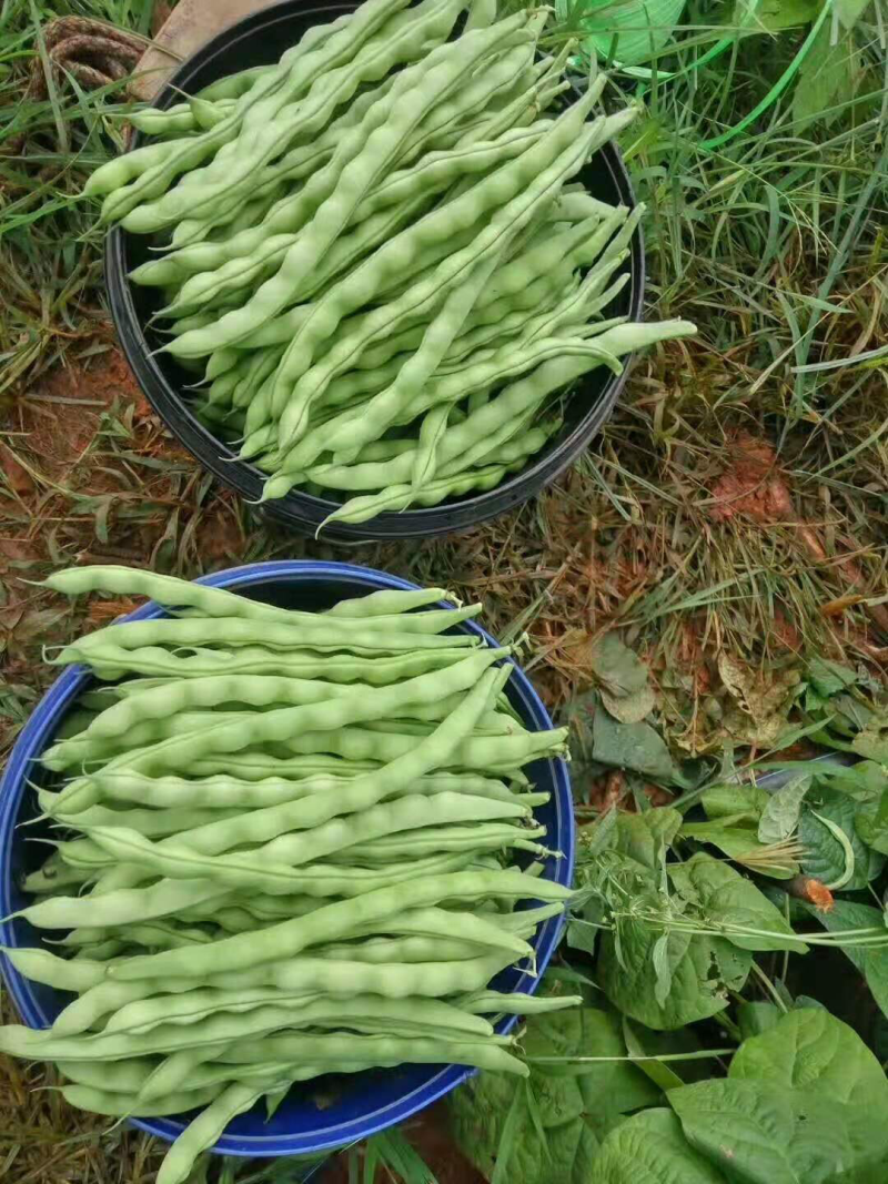 架豆大青豆肉豆。四季豆棒豆20~25厘米货量充足