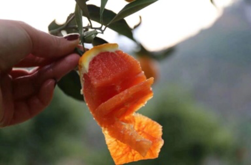 血橙