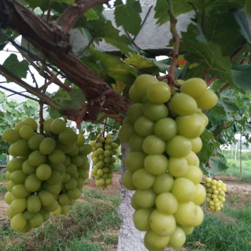 阳光玫瑰葡萄
