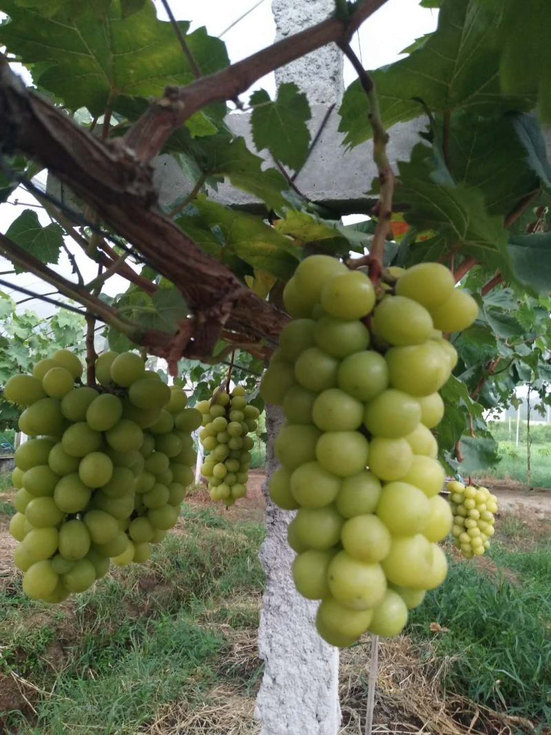 阳光玫瑰葡萄