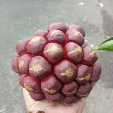 黑老虎水果