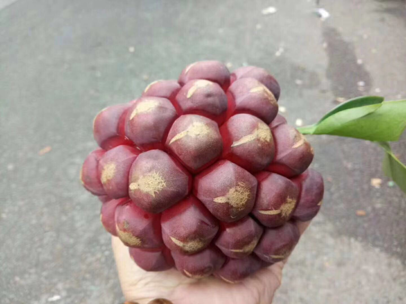 黑老虎水果